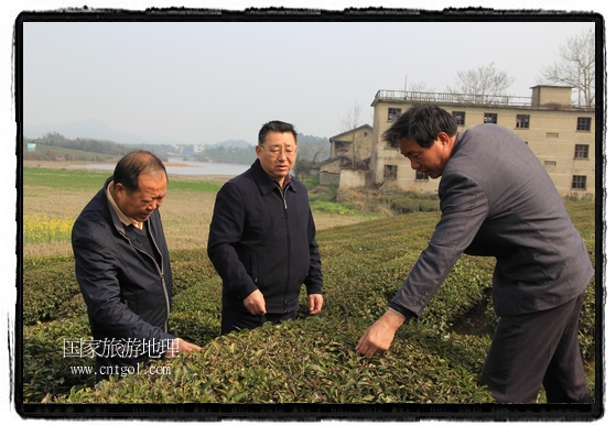 婺源縣茶業(yè)局積極組織茶技人員到中云、鎮(zhèn)頭、清華、思口等重點產(chǎn)茶鄉(xiāng)鎮(zhèn)，深入茶園地塊、名優(yōu)茶加工廠開展技術(shù)服務(wù)。